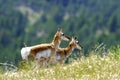 Pronghorn Antelopes   604454 Royalty Free Stock Photo