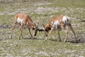 Pronghorn antelopes Royalty Free Stock Photo