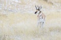 Pronghorn Antilocapra americana buck standing in grass Royalty Free Stock Photo