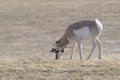 Pronghorn,males, grazing in snow Royalty Free Stock Photo