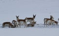 Pronghorn in Winter Wyoming-Colorado Border Royalty Free Stock Photo