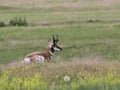 Pronghorn Antilocapra americana Resting in a Field Royalty Free Stock Photo