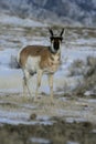 Pronghorn, Antilocapra americana Royalty Free Stock Photo