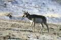 Pronghorn, Antilocapra americana Royalty Free Stock Photo