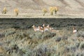 Pronghorn (Antilocapra americana) Royalty Free Stock Photo