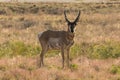 Pronghorn Buck Royalty Free Stock Photo