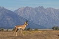 Pronghorn Buck in Autumn in Grand Teton National Park Wyoming Royalty Free Stock Photo