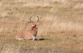 Pronghorn Buck Bedded Looking Away