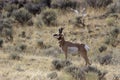 Pronghorn Buck Calls  704966 Royalty Free Stock Photo