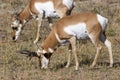 Pronghorn Buck   704926 Royalty Free Stock Photo