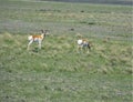 Pronghorn Buck and Doe Royalty Free Stock Photo