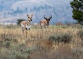 Pronghorn buck and doe Royalty Free Stock Photo