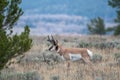 Pronghorn buck on an open meadow Royalty Free Stock Photo