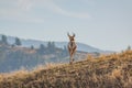 Pronghorn Buck on Ridge Royalty Free Stock Photo