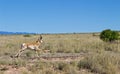 Pronghorn Buck Running through Grassy Field in the Desert Royalty Free Stock Photo