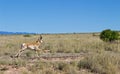 Pronghorn Buck Running through Grassy Field in the Desert