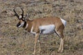 Pronghorn Buck 704929