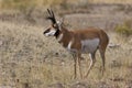 Pronghorn Buck 705311