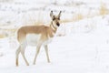 Pronghorn buck walking in winter landscape Royalty Free Stock Photo