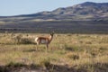 Pronghorn Bucks on the Prairie Royalty Free Stock Photo