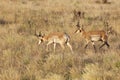 Pronghorn Bucks Together Royalty Free Stock Photo