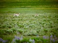 Pronghorn chasing a coyote at Yellowstone National Park Royalty Free Stock Photo