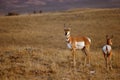 Pronghorn Doe With Fawn Royalty Free Stock Photo