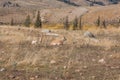 Pronghorn Doe and Fawn Royalty Free Stock Photo