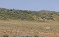 Pronghorn Doe and Fawn in the Wyoming Desert in Summer Royalty Free Stock Photo