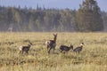 Pronghorn Doe and Fawns in Wyoming in Summer Royalty Free Stock Photo