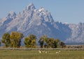 Pronghorn Does in Grand Teton National Park in Autumn Royalty Free Stock Photo