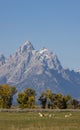 Pronghorn Does in Grand Teton National Park in Autumn Royalty Free Stock Photo