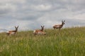 Pronghorn Family Royalty Free Stock Photo