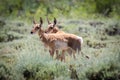 Pronghorn fawn twins Royalty Free Stock Photo