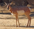 Pronghorn Royalty Free Stock Photo