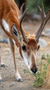 Pronghorn Grazing on Greenery in a Natural Habitat Royalty Free Stock Photo