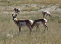 Pronghorn - Antelope Royalty Free Stock Photo