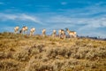 Pronghorn grazing in Yellowstone National Park. Royalty Free Stock Photo