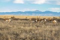 Pronghorn Herd against the Rocky Mountains Royalty Free Stock Photo