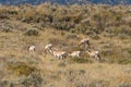 Pronghorn Herd in Rut Royalty Free Stock Photo