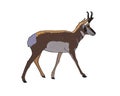 Pronghorn. Horned ungulate animal. Brown coat with white spots.