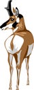 Pronghorn illustration