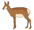 Pronghorn illustration vector.Cartoon pronghorn