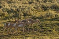 Pronghorn in Lamar Valley Yellowstone Royalty Free Stock Photo