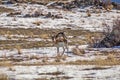 Pronghorn Looking Up From Its Dinner Royalty Free Stock Photo