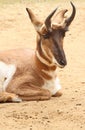 Pronghorn Royalty Free Stock Photo