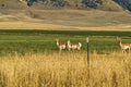 Pronghorn in Montana Royalty Free Stock Photo