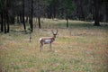 Pronghorn in the Mountain Landscape in the Black Hills, South Dakota Royalty Free Stock Photo