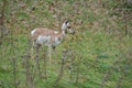 Pronghorn Royalty Free Stock Photo