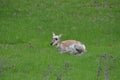 Pronghorn Royalty Free Stock Photo